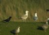 Caspian Gull at Hole Haven Creek (Steve Arlow) (53503 bytes)